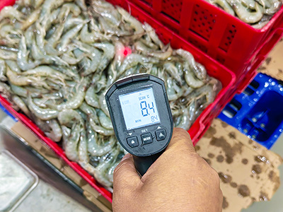Pembeku Cepat Larutan Garam 2000 kg/ jam untuk Udang Beku di Ekuador